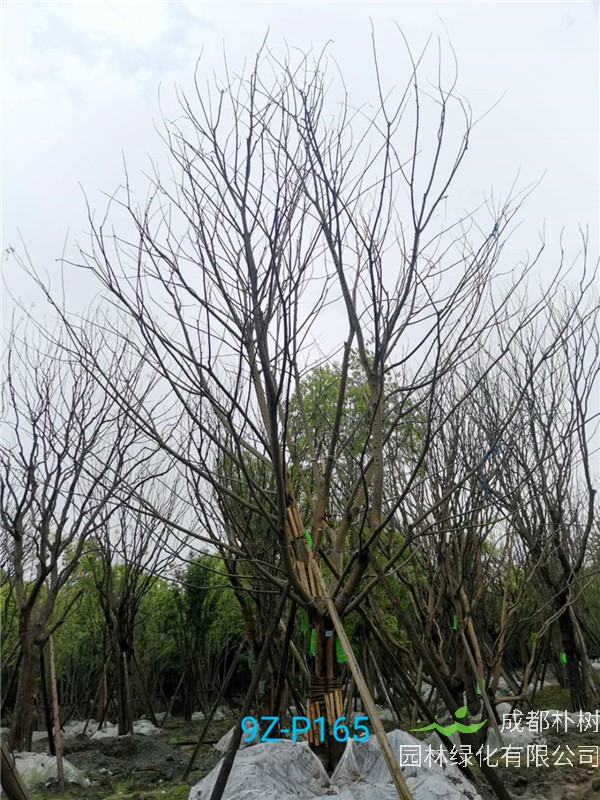 41-45公分的朴树怎么样？